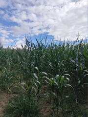 Obraz premium Vue sur un champ