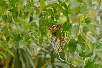 Humming bird in the nest