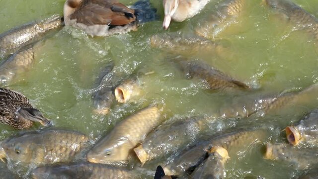 School Of Hungry Common Carps Swimming With A Mallard In The Pond And Coming With Their Mouths Above The Water. A Vulnerable Fish Specie From Europe - overhead shot
