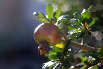 Pomegranates growing in a garden. Selective focus.