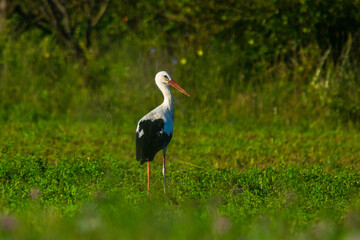 stork  in the field on a summer morning looking for food