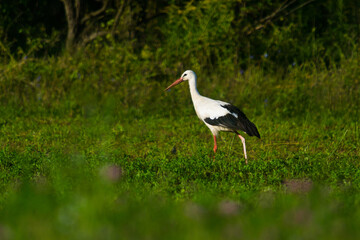 stork  in the field on a summer morning looking for food