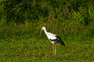 stork  in the field on a summer morning looking for food