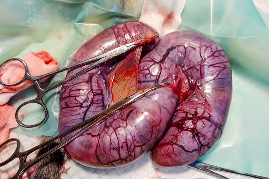 piometra in cat after hormone treatment to prevent heat and pregnancy