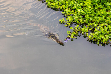 The big bringer swimming in the canal and weed