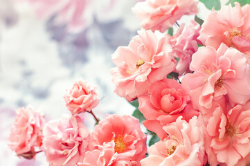 Delicate floral arrangement .Beautiful pink rose flower close-up.