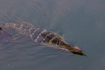 The big bringer swimming in the canal and weed