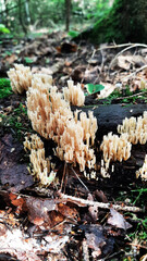 Forest unusual mushroom growing close up