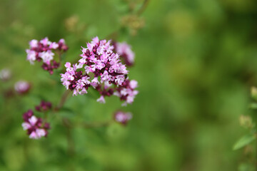 Flowering Oregano, Origanum tyttanthum, Oregano from Kyrgyzstan. The flavor is pungent and spicy, a classic culinary herb for pizza and tomato sauce.
