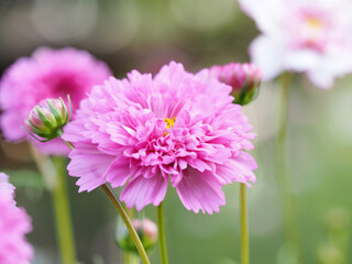 pink cosmos bipinnatus 'doble click rose bon bon' flower close up