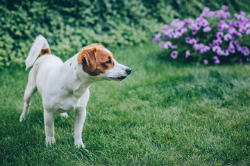 Adorable puppy Jack Russell Terrier walking in a garden.