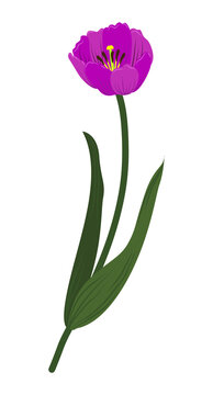 tulip flower vector