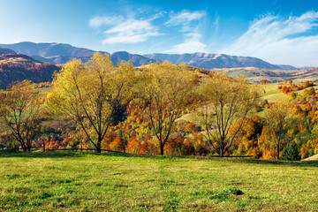 mountainous countryside scenery on a sunny day. beautiful rural landscape in autumn season. trees in fall colors. bright blue sky with fluffy clouds