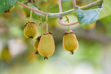 Young fruits of kiwi, on the branch