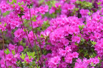 Pink azalea flower, in full bloom, Rhododendron