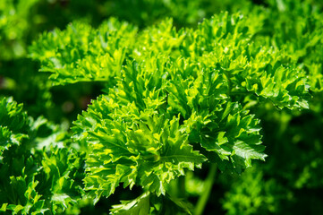 Parsley green leaves close up