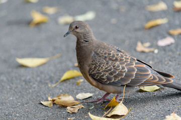Oriental turtle dove on the asphalt