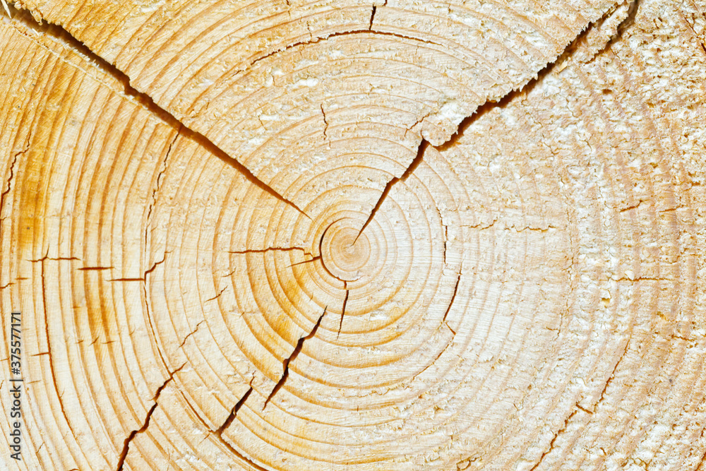 Poster section of a pine log with cracks. background for design