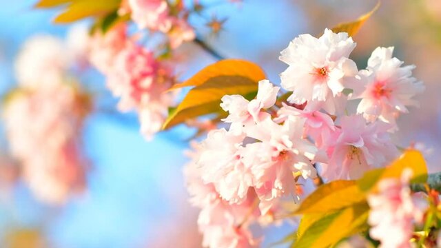 Pink cherry blossom flowers during a beautiful springtime evening with sunlight and a clear sky.