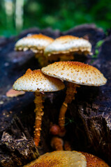 Yellow forest mushrooms grow on a tree stump close up