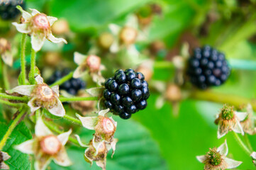 Black berries on a branch close up