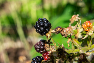 Black berries on a branch close up