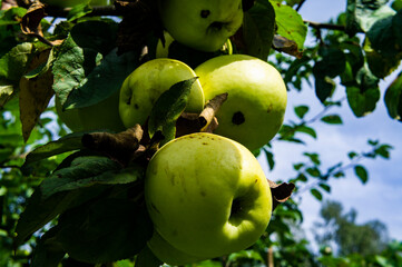 Green apple on a branch with leaves close up