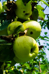 Green apple on a branch with leaves close up