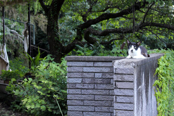 A black Japanese sitting on wall looking at camera.