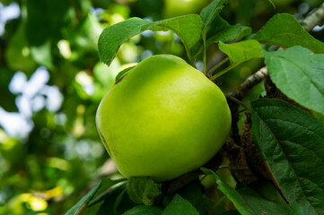 Green apple on a branch with leaves close up