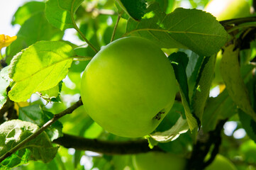 Green apple on a branch with leaves close up