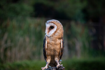 Owl, friendly animals in the zoo