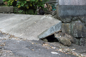 A group of Japanese cats hanging out around local people house.