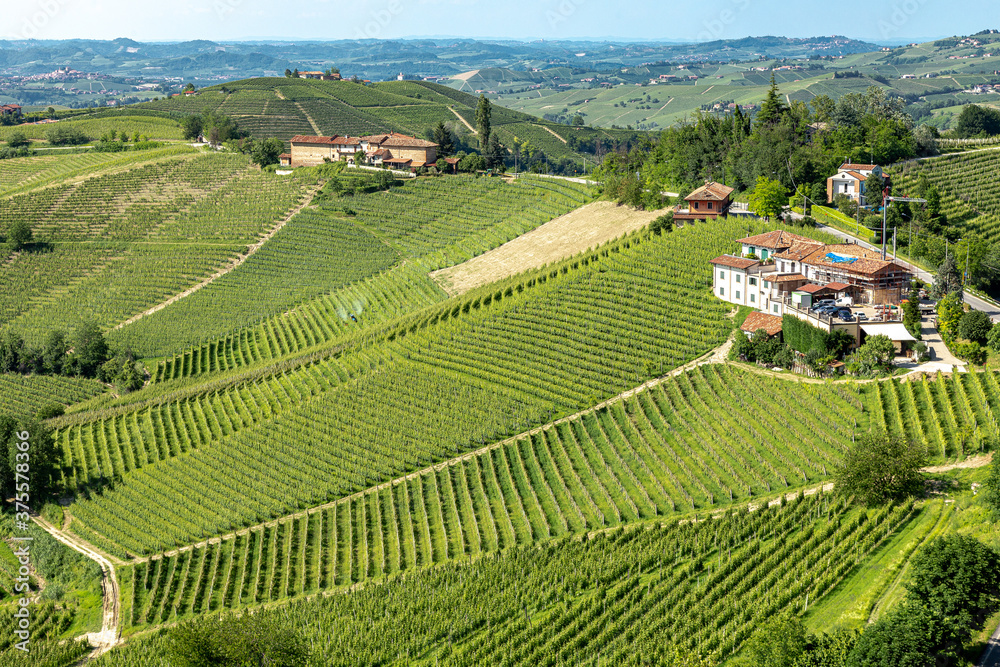 Sticker I vigneti a Serralunga d'Alba nelle Langhe