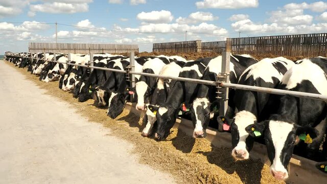 Modern farm barn with milking cows eating hay