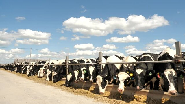 Agribusiness. Cattle eating hay. Livestock