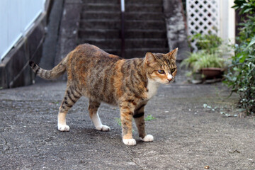 A closeup on brown Japanese cat with a blind eye.