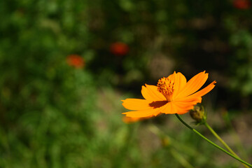 キバナコスモスのアップ