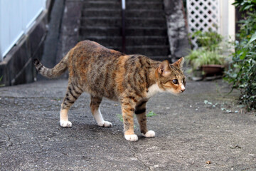 A closeup on brown Japanese cat with a blind eye.