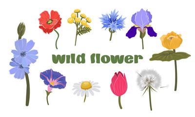 Collection of wildflowers. Dandelion, yellow water lily, tulip, iris, tansy, cornflower, poppy, chicory, bindweed and chamomile. Children's vector illustration
