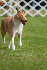 Collie (smooth) at dog show