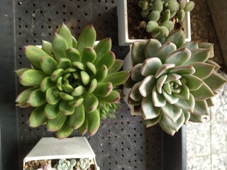 various kinds of succulent plants are blooming in summertime
