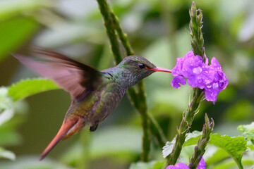 Fototapeta na wymiar Green Violet-ear hummingbird (Colibri thalassinus) in flight isolated on a green background in Costa Rica