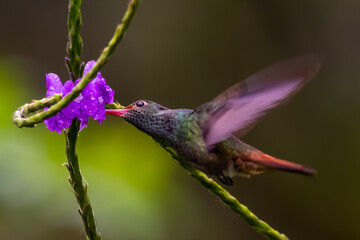 Green Violet-ear hummingbird (Colibri thalassinus) in flight isolated on a green background in Costa Rica