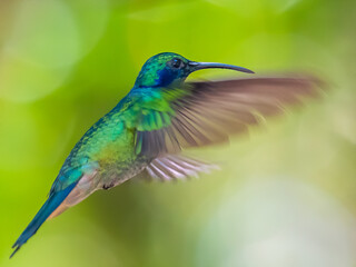 Green Violet-ear hummingbird (Colibri thalassinus) in flight isolated on a green background in Costa Rica