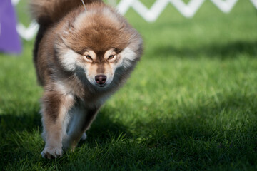 Finnish Lapphund Walking