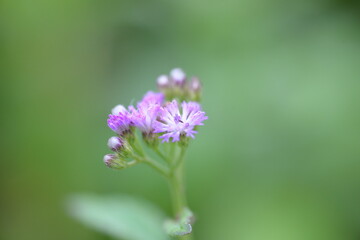 bee on lavender