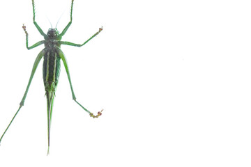 Green grasshopper sitting on window