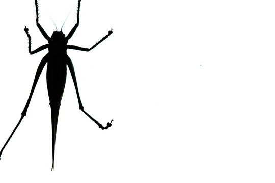 recommend clip art: black silhouette of a grasshopper