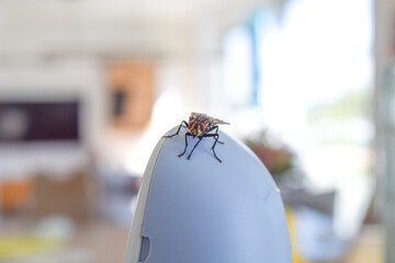 fly close-up, housefly sitting on object
